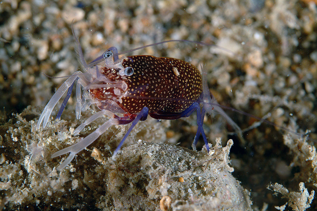 Gnathophyllum elegans